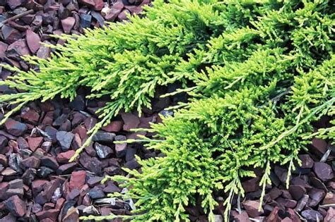 11 Best Evergreen Ground Cover Plants That Make Your