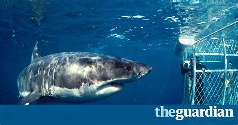 Western Australias Shark Cull Faces Legal Challenge From