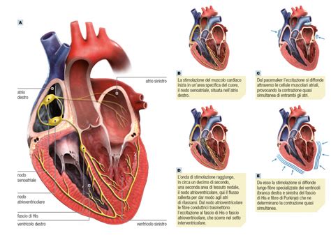 La Contrazione Del Cuore E Il Suo Controllo Aula Di Scienze