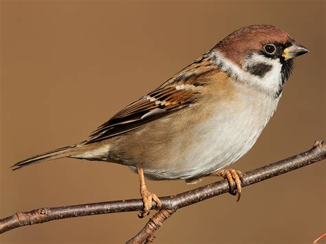 Eurasian Tree Sparrow Ebird