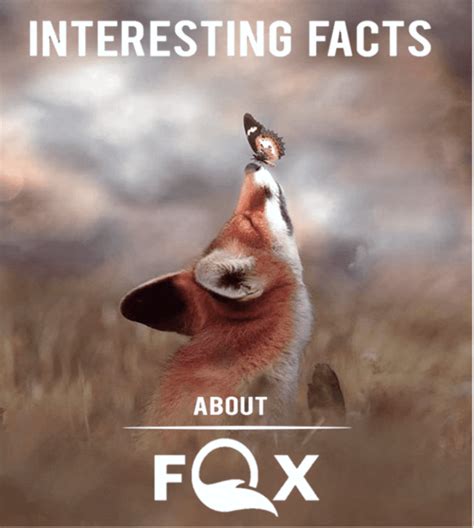 The 25 Interesting Facts About Foxes Hubpages
