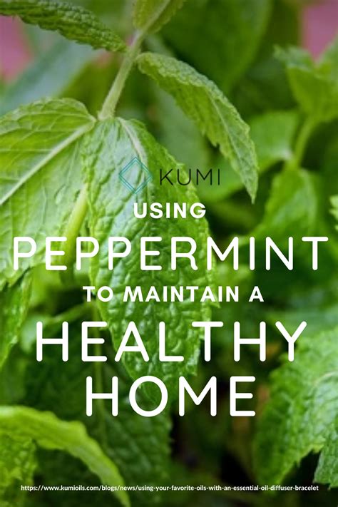 Using Peppermint To Maintain A Healthy Home Peppermint Healthy