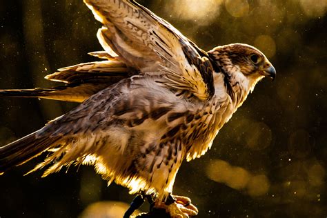 Hawk 5k Hd Birds 4k Wallpapers Images Backgrounds