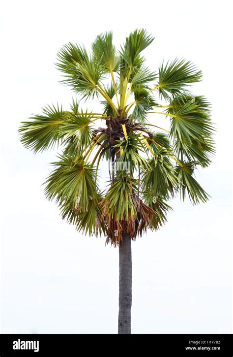 Sugar Palm Tree Hi Res Stock Photography And Images Alamy