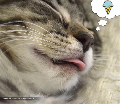 These dreams are more common than you might think, and today we're revealing the meaning of the most frequent ones. A Cat Dreaming of An Ice Cream ;) - Meow Aum!