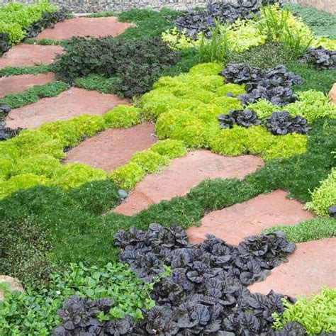The Best Low Maintenance Ground Covers Ground Cover