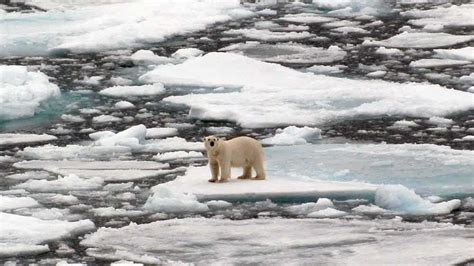 What Happens To Polar Bears As Arctic Ice Shrinks Npr