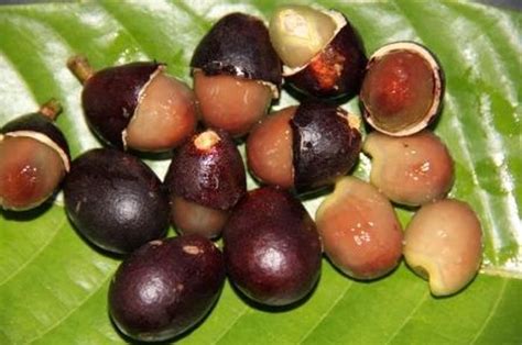 Matoa Buah Khas Papua Yang Memiliki Aneka Rasa Bobo