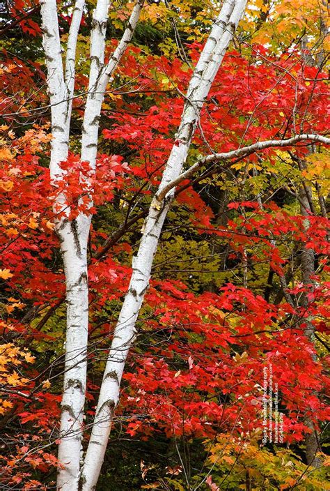 White Birch And Maple Leaves Along The Swift River In New Hampshire