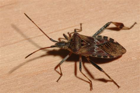 Bugs That Look Like Stink Bugs