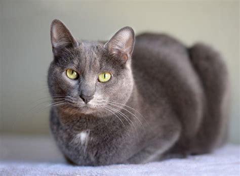 The majority of breeders would recommend that if you are interested in becoming a breeder, take the can i breed two related cats and still register the litter? Top 5 grey cat breeds - Yummypets