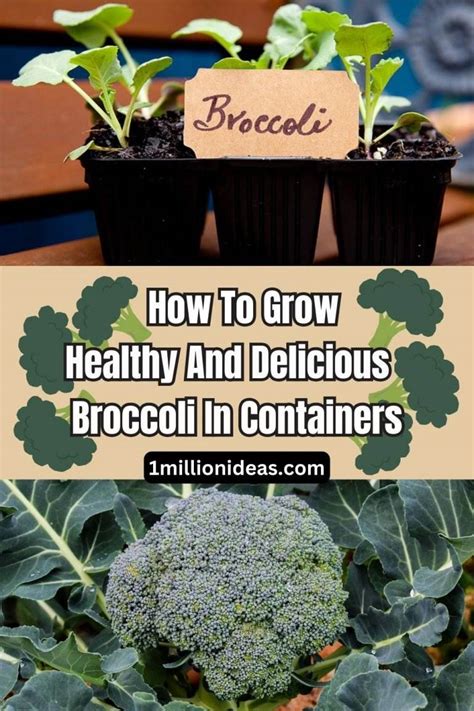 How To Grow Healthy And Delicious Broccoli In Containers