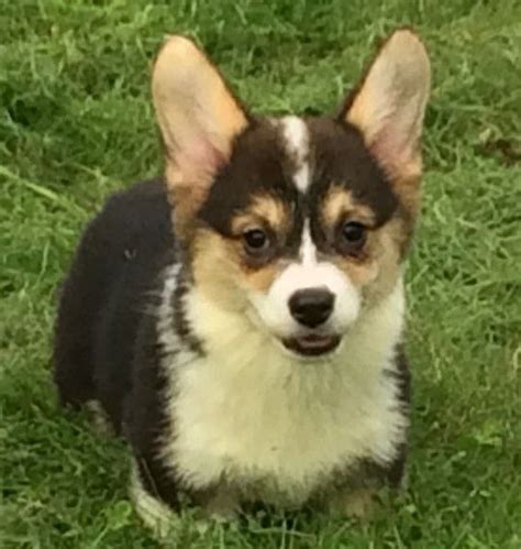 The corgi puppies for sale near me can easily comfortable in apartments, flats, or any type of living teacup corgis for sale requires occasional grooming and daily brushing to keep their coat healthy and reduce shedding. Pembroke Welsh Corgi Puppies For Sale | New York, NY #161471