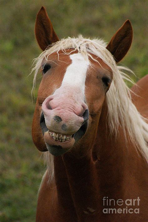 Laughing Smiling Happy Horse Photograph By Stanza Widen