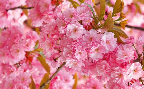 40 Pink Cherry Blossom Wallpaper