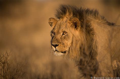 Lion At Sunset Burrard Lucas Photography