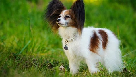15 Small Dog Breeds And Mixed Breeds That Are Good For First Time Pet