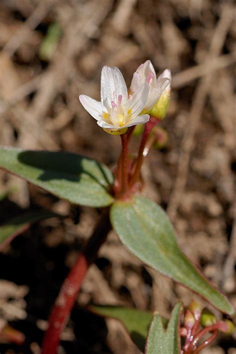Claytonia Lanceolata Western Spring Beauty Image Taken A Flickr