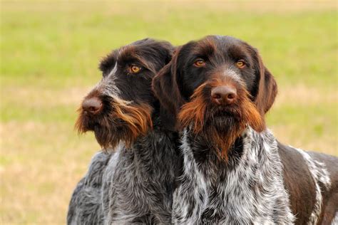10 Dog Breeds With Beautiful Beards Great Pet Care
