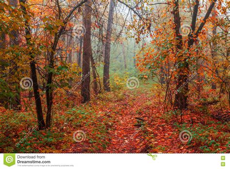 Silent Mysterious Autumn Forest Stock Photo Image Of Morning
