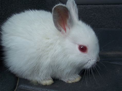 Albino Bunny Cute Rabbit Red Eyes Image 335875 On