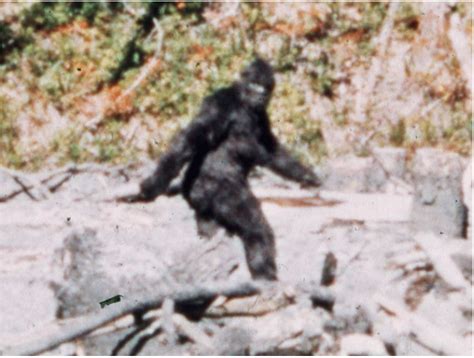 50 Years After The Patterson Video New Sasquatch Evidence Emerges