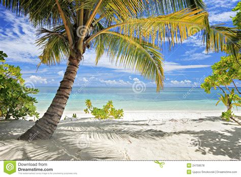 A Scene Of Palm Trees And Beach Stock Photo Image Of