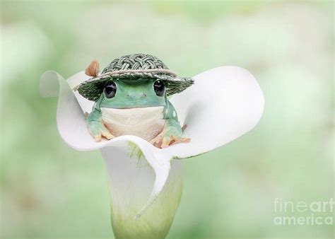 Whites Tree Frog In A Hat And Flower Greeting Card By Linda D Lester