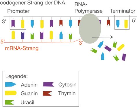 Wenn du einen mrna strang analysieren sollst, dann kannst du direkt starten. Molekulare Genetik: Proteinbiosynthese (Digitales ...
