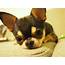 Perfect Little Apple Head Chihuahua  Chihuahuas Pinterest
