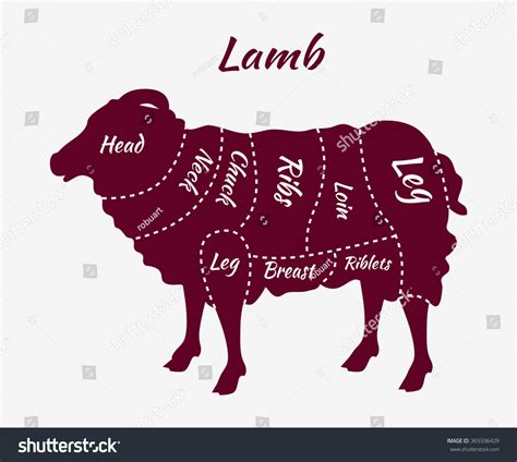 Feeding consideratins for breeding ewes. Cuts Lamb British Cuts Lamb Mutton Stock Vector 365336429 ...