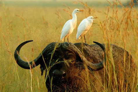 Beautiful White Egrets Perch Atop A Far Less Elegant But Equally