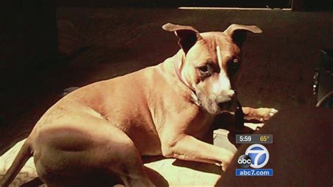 Lawsuit Filed Against Owner Of Pit Bull That Mauled 2 Year Old Boy