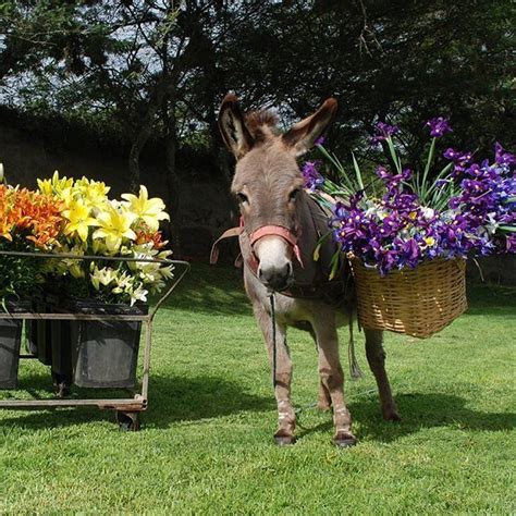 Flower Donkey Photo And Video Instagram Photo Inspirational Pictures
