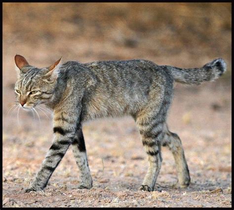 African Wildcat Felis Silvestris Lybica African Wild Cat Feral