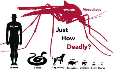 9 Interesting Facts About Mosquitoes