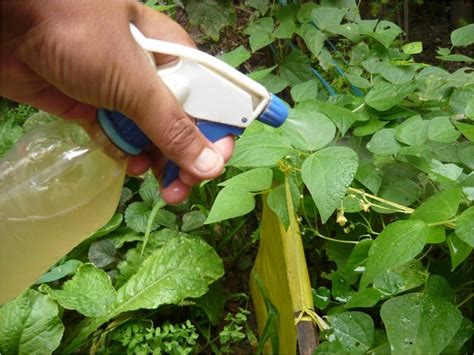 Como evitar las hojas amarillas en las plantas 8 causas. Repelentes y fungicidas naturales para plantas | Jardineria On