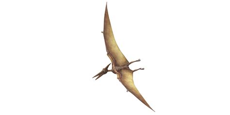 Pterodactyl Isolated On A Transparent Background 24064334 Png