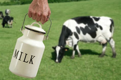 Pictures farmers milking cow | milking cows: Non-cows milk may not be a good idea - Kids First Pediatric