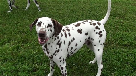 Rare Brown Spotted Dalmation Youtube