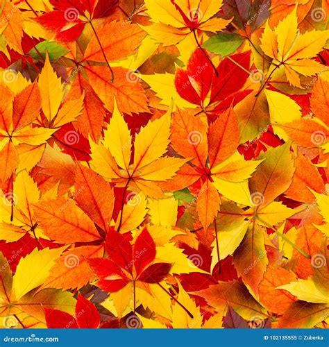 Autumn Seamless Leaves Stock Afbeelding Image Of Kleur 102135555