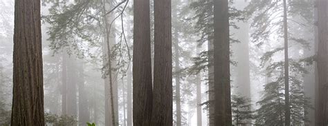 Forest And Fog California Redwoods Fog California Dreamin California