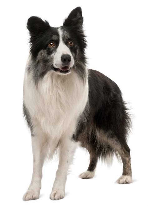 Border Collie Hund (Charakter, Ernährung, Pflege) | HUNDEO