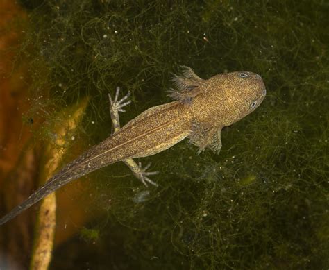 Spotted Salamander Larva Roads End Naturalist
