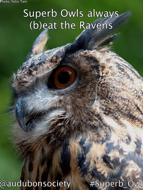 Superb Owls Always Beat The Ravens Superbowl