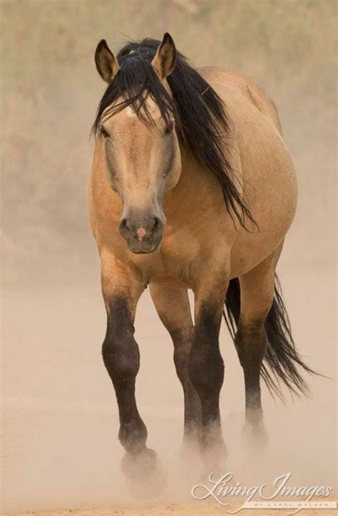 Buckskin ist eine haarfarbe von pferden , die sich auf eine farbe bezieht, die bestimmten schattierungen von. Horse in the dessert .  RopesForLess.com  #ropes #horse ...
