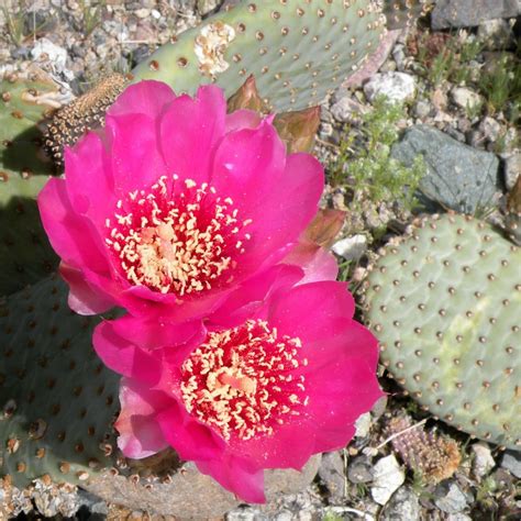 Sonoran Desert National Monument Wildflowers