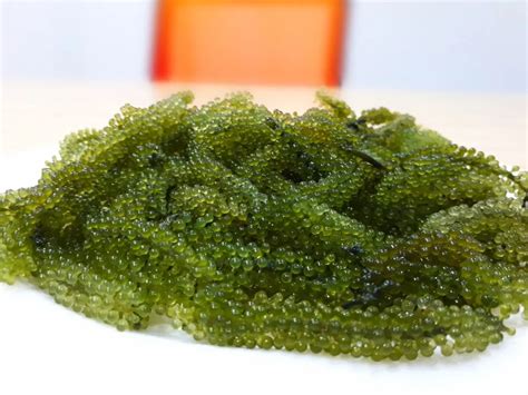 Sea Grapes Green Caviar Lato Seaweed Ararosep Whatsapp84364930172