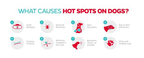 How To Treat Dog Hot Spots Hot Spots On Dogs Pet Parents®