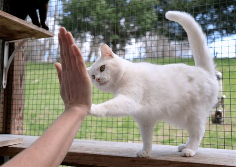 How Teaching Your Cat To High Five Can Get Rescue Cats Adopted